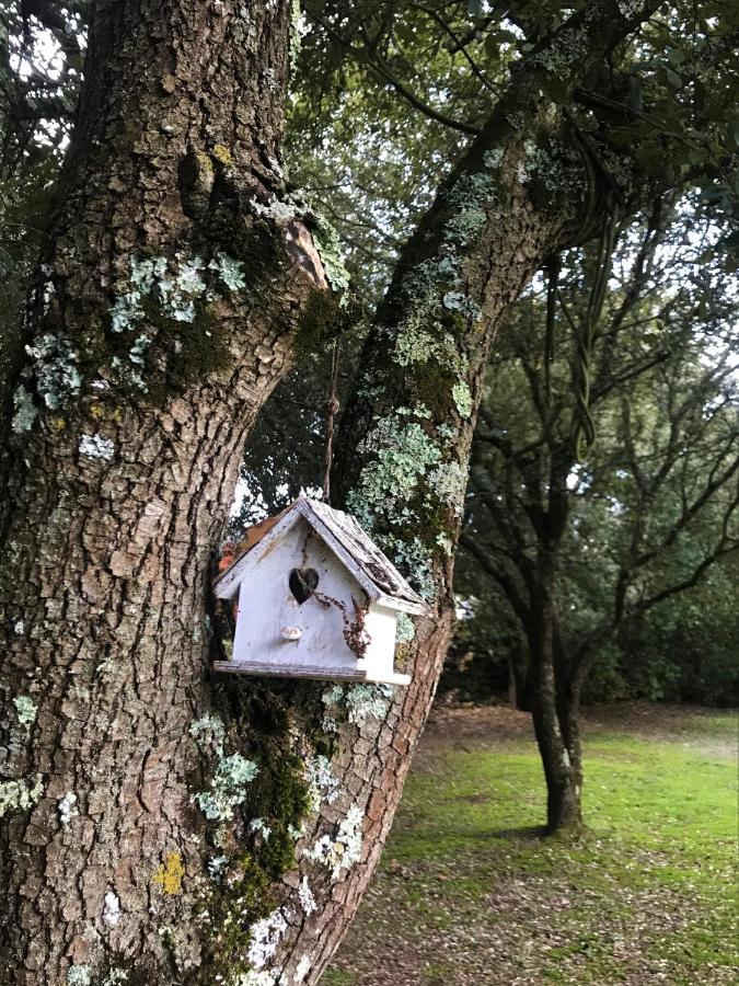 Ventenac-CabardèsChambre D'Hote A La Maison Du Petit Bois 4 Etoiles住宿加早餐旅馆 外观 照片